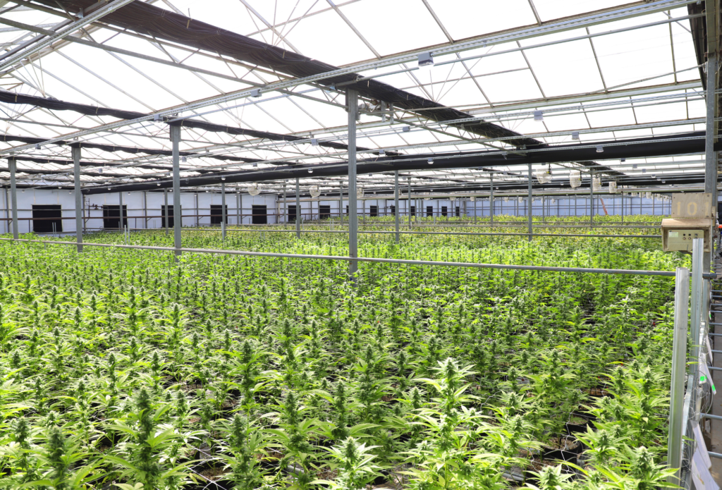 7 Must-Know Facts About Cannabis Equipment Financing